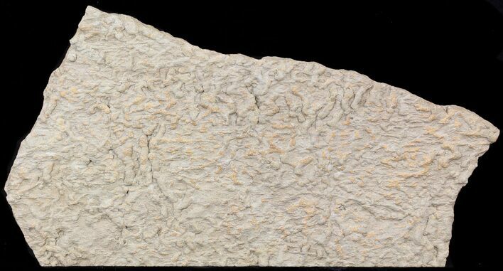 Pennsylvanian, Fossil Microbial Mat - Oklahoma #41105